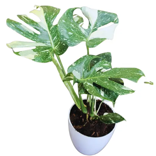 Planta mostera thai constelation 